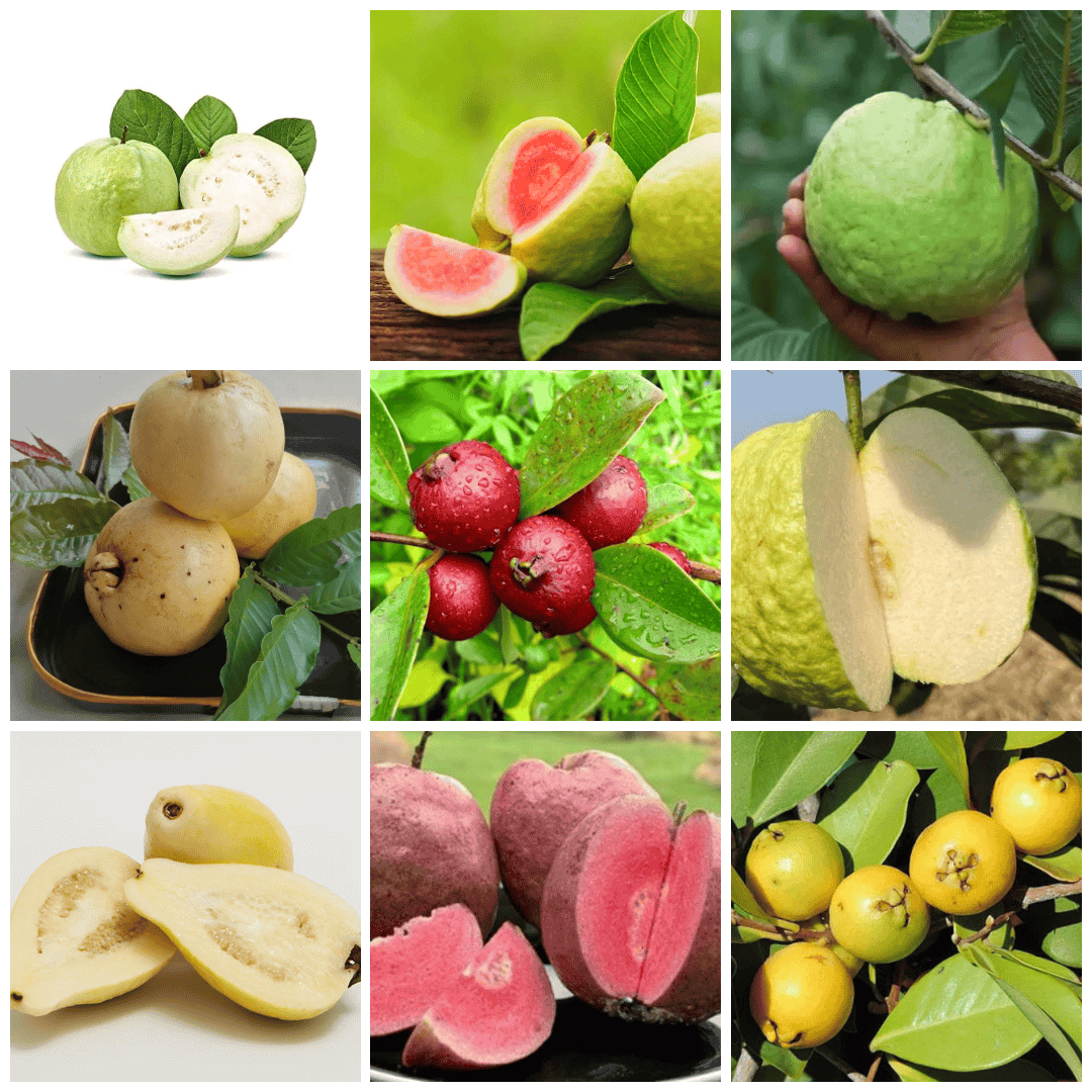 Guava Plants