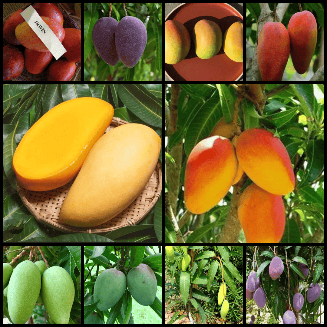 Mango Plants