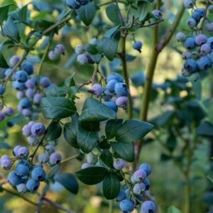 blue berry fruit plant