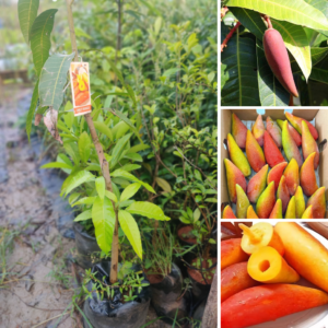 Chilli Mango Fruit Plant