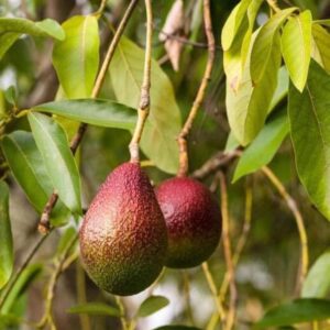 Red Avocado Fruit