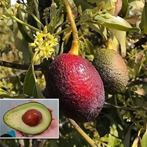Red Avocado Fruit Plant
