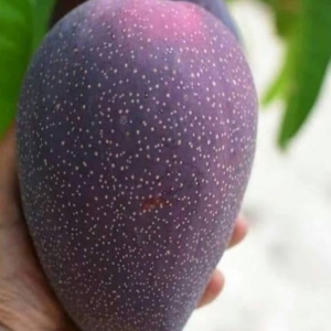 Bn7 Mango Fruit